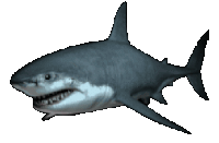 shark.gif